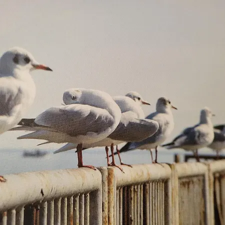 Апартаменты Ferien-und Geschaeftshaus Kunellis Leonie